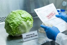 La Administración de Alimentos y Medicamentos de Estados Unidos (FDA) corrigió su informe sobre el brote de Cyclospora vinculada a lechuga iceberg importada de México,
