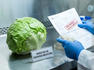 La Administración de Alimentos y Medicamentos de Estados Unidos (FDA) corrigió su informe sobre el brote de Cyclospora vinculada a lechuga iceberg importada de México,