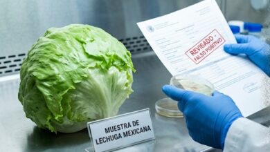 La Administración de Alimentos y Medicamentos de Estados Unidos (FDA) corrigió su informe sobre el brote de Cyclospora vinculada a lechuga iceberg importada de México,