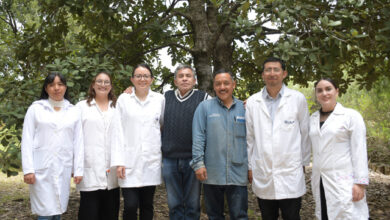 Científicos de la Benemérita Universidad Autónoma de Puebla (BUAP) diseñaron un tratamiento con nanomateriales a base de óxido de silicio (SiO₂) y extractos vegetales que elimina hasta en 90% la plaga del gusano barrenador y patógenos forestales