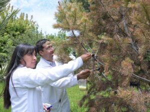Científicos de la Benemérita Universidad Autónoma de Puebla (BUAP) diseñaron un tratamiento con nanomateriales a base de óxido de silicio (SiO₂) y extractos vegetales que elimina hasta en 90% la plaga del gusano barrenador y patógenos forestales