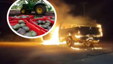Estados Unidos suspendió la entrada de aguacate proveniente de Michoacán por un nuevo riesgo de seguridad detectado en las zonas de recolección y empaque.