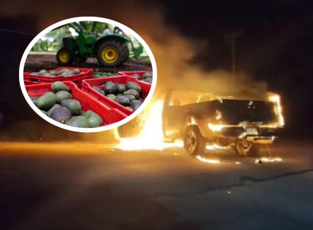Estados Unidos suspendió la entrada de aguacate proveniente de Michoacán por un nuevo riesgo de seguridad detectado en las zonas de recolección y empaque.