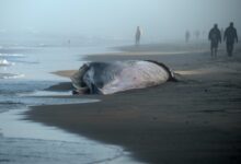 Autoridades ambientales mexicanas investigan el hallazgo de una ballena de aproximadamente 12 metros de longitud en las costas de Tijuana, cerca de la frontera con Estados Unidos.