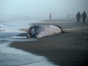 Autoridades ambientales mexicanas investigan el hallazgo de una ballena de aproximadamente 12 metros de longitud en las costas de Tijuana, cerca de la frontera con Estados Unidos.