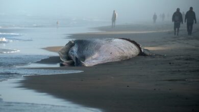 Autoridades ambientales mexicanas investigan el hallazgo de una ballena de aproximadamente 12 metros de longitud en las costas de Tijuana, cerca de la frontera con Estados Unidos.