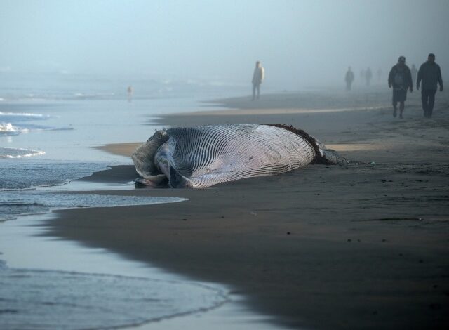 Autoridades ambientales mexicanas investigan el hallazgo de una ballena de aproximadamente 12 metros de longitud en las costas de Tijuana, cerca de la frontera con Estados Unidos.