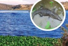 El Patronato Puebla Verde solicitará la intervención de personal especializado de Africam Safari para agilizar la captura de un cocodrilo en la Laguna de San Baltazar. La administración del parque busca sumar la experiencia del equipo del zoológico para asegurar al reptil y garantizar su traslado a un entorno adecuado.