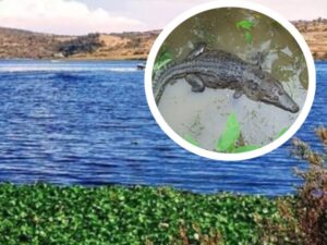 El Patronato Puebla Verde solicitará la intervención de personal especializado de Africam Safari para agilizar la captura de un cocodrilo en la Laguna de San Baltazar. La administración del parque busca sumar la experiencia del equipo del zoológico para asegurar al reptil y garantizar su traslado a un entorno adecuado.