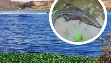 El Patronato Puebla Verde solicitará la intervención de personal especializado de Africam Safari para agilizar la captura de un cocodrilo en la Laguna de San Baltazar. La administración del parque busca sumar la experiencia del equipo del zoológico para asegurar al reptil y garantizar su traslado a un entorno adecuado.