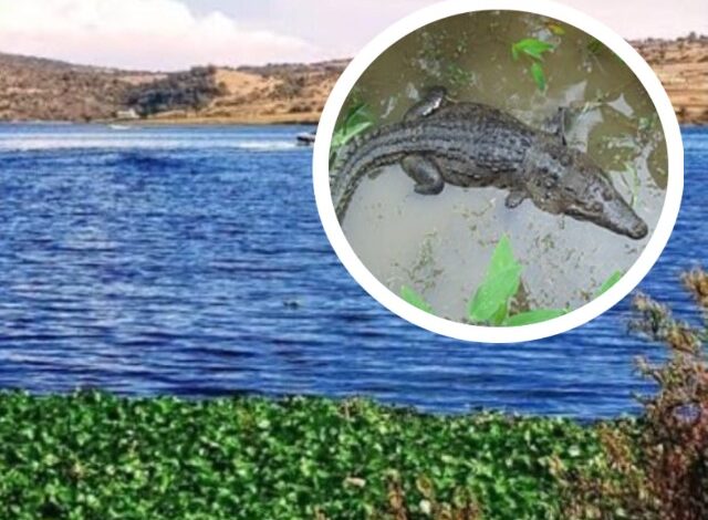 El Patronato Puebla Verde solicitará la intervención de personal especializado de Africam Safari para agilizar la captura de un cocodrilo en la Laguna de San Baltazar. La administración del parque busca sumar la experiencia del equipo del zoológico para asegurar al reptil y garantizar su traslado a un entorno adecuado.