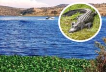 La Capitanía de Puerto de Valsequillo en Puebla emitió este miércoles 12 de agosto un aviso urgente a la comunidad tras confirmar el avistamiento de un cocodrilo en las aguas de la presa Manuel Ávila Camacho
