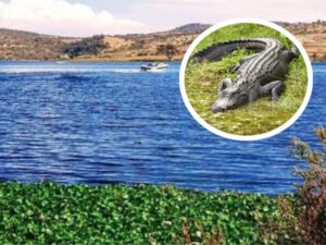 La Capitanía de Puerto de Valsequillo en Puebla emitió este miércoles 12 de agosto un aviso urgente a la comunidad tras confirmar el avistamiento de un cocodrilo en las aguas de la presa Manuel Ávila Camacho