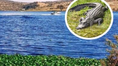 La Capitanía de Puerto de Valsequillo en Puebla emitió este miércoles 12 de agosto un aviso urgente a la comunidad tras confirmar el avistamiento de un cocodrilo en las aguas de la presa Manuel Ávila Camacho