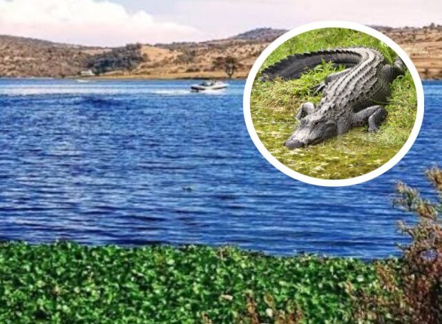 La Capitanía de Puerto de Valsequillo en Puebla emitió este miércoles 12 de agosto un aviso urgente a la comunidad tras confirmar el avistamiento de un cocodrilo en las aguas de la presa Manuel Ávila Camacho