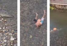 Hombre sobrevive de milagro tras desafiar a un cocodrilo en el Río Cuale, Puerto Vallarta ¿Cuáles son las sanciones por desafiar a la fauna silvestre y por grabar sin actuar