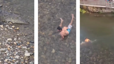 Hombre sobrevive de milagro tras desafiar a un cocodrilo en el Río Cuale, Puerto Vallarta ¿Cuáles son las sanciones por desafiar a la fauna silvestre y por grabar sin actuar